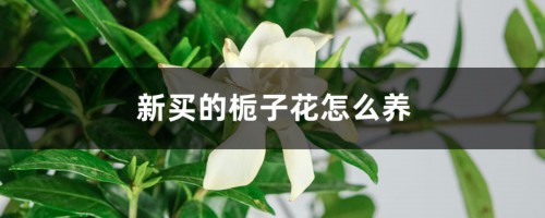 新买的栀子花怎么养