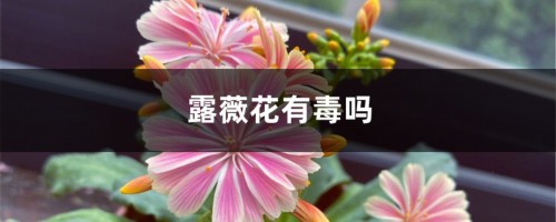 露薇花有毒吗