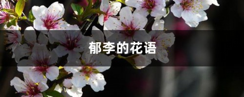 郁李的花语