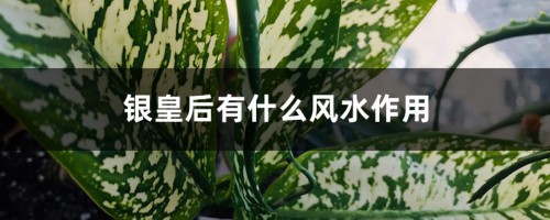 银皇后有什么风水作用