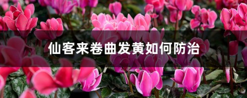 仙客来卷曲发黄如何防治