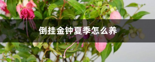 倒挂金钟夏季怎么养