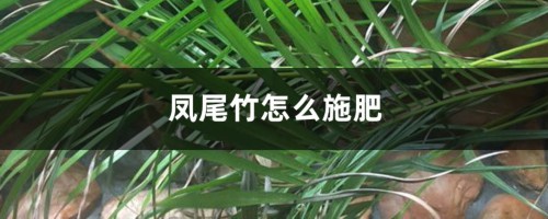 凤尾竹怎么施肥